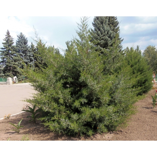Можжевельник Виргинский "Juniperus Virginiana"